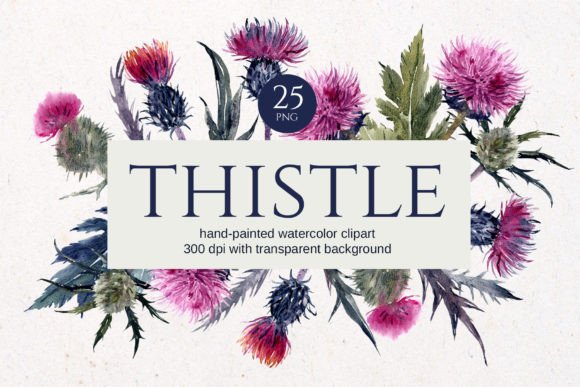 Thistle Watercolor Floral Clipart: A Designer's Botanical Toolkit